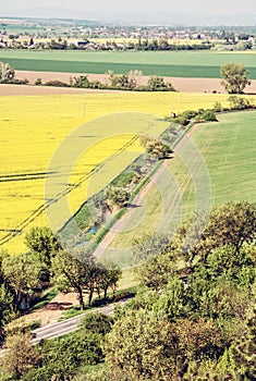 Flowering rapeseed field in spring time