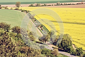 Flowering rapeseed field in spring time