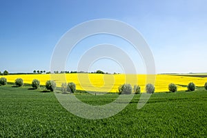 Flowering rapeseed field and willows, canola fields framed by trees