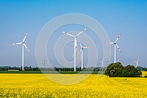 Flowering rapeseed with wind engines