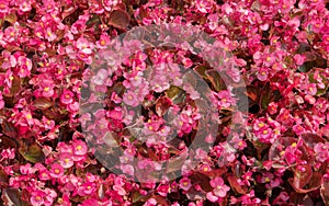 Flowering Red begonias