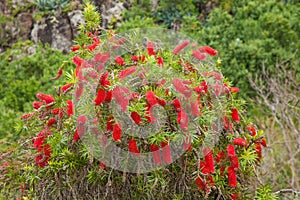 Flowering red bottlebrush bush