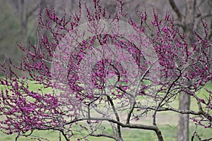 Flowering Red Bud Trees are showing up all over Dallas