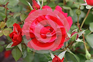 Flowering red bush rose close-up macro. Big red rose outdoors.
