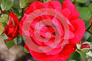 Flowering red bush rose close-up macro. Big red rose outdoors.