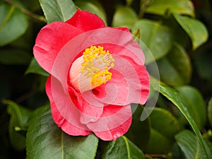 Flowering red camellia