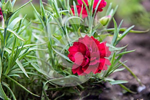 Flowering of red carnations in the garden outdoor