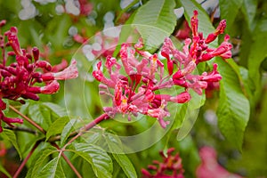 Flowering red chestnut photo