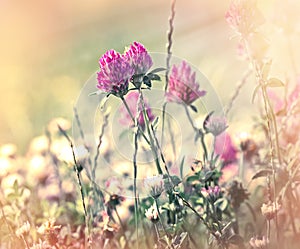Flowering of red clover in meadow