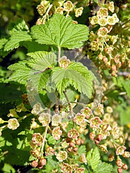 Flowering red currant