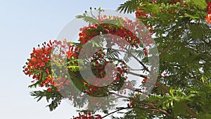 Flowering red flowering tree at summer day