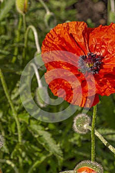Flowering red garden poppy and undiscovered green buds with drops of dew or rain. A bee or wasp sits on the flower