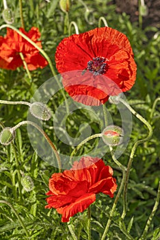 Flowering red garden poppy and undiscovered green buds with drops of dew or rain. A bee or wasp sits on the flower