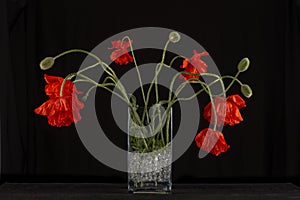 Flowering red garden poppy and undiscovered green buds stands in a vase on a dark background