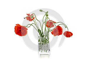 Flowering red garden poppy and undiscovered green buds stands in a vase on a white background