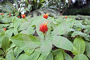 Flowering Red Ginger Plant