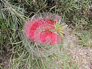 Flowering red Melaleuca, paperbarks, honey-myrtles or tea-tree, bottlebrush