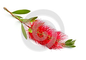 Flowering red Melaleuca, paperbarks, honey-myrtles or tea-tree, bottlebrush. Isolated on white background