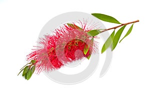 Flowering red Melaleuca, paperbarks, honey-myrtles or tea-tree, bottlebrush. Isolated on white background