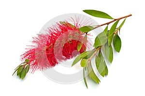 Flowering red Melaleuca, paperbarks, honey-myrtles or tea-tree, bottlebrush. Isolated on white background