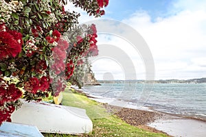 Flowering red Pohutukawa is known as the New Zealand Christmas t