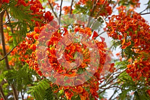 Flowering red Poinciana tree or Delonix regia or Flamboyant tree, natural close-up floral background