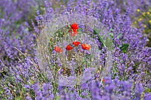 Flowering red poppies