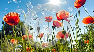 Flowering red poppies with green buds, capsules, and soap bubbles, against the blue sky