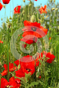 Flowering red poppies in the green field.