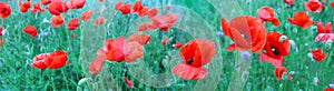 Flowering red poppies in the green field.