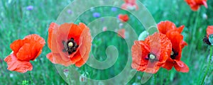 Flowering red poppies in the green field.