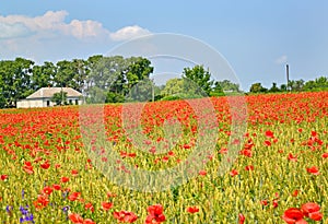 Flowering red poppies on a sunny day. Rural landscape