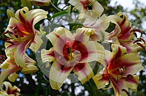 Flowering red-yellow lilies