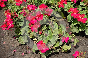 Flowering red zonal pelargoniums in July