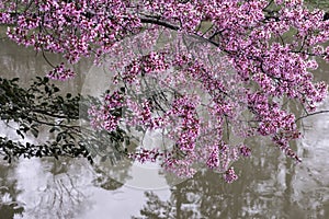 Flowering redbud