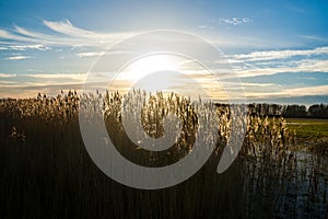 Flowering reed grass plume, with sunny background