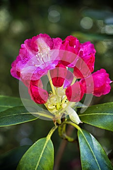 Flowering rhododendron, arboretum Tesarske Mlynany, Slovakia