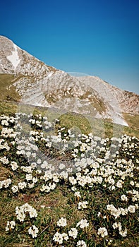 flowering rhododendron at the foot of Mount Oshten