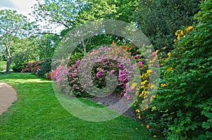 Flowering rhododendrons