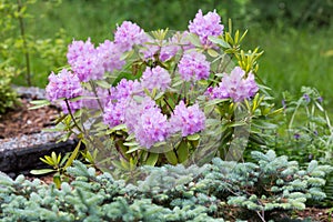 The flowering of rhododendrons & x28;also called alpine roses& x29; in the garden