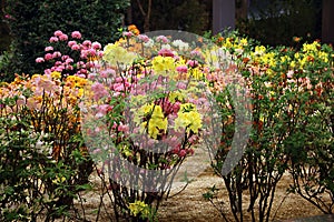 Flowering rhododendrons and azaleas