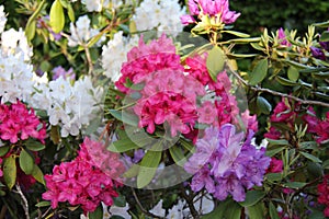 The flowering of Rhododendrons in the Botanical Garden on Niagara of the Lake