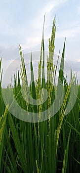 Flowering rice plant