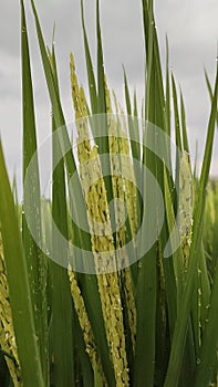 Flowering rice plants