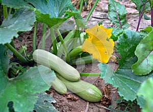 Flowering and ripe fruits of zucchini in vegetable garden. Top view