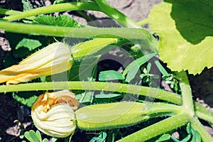 Flowering and ripe zucchini