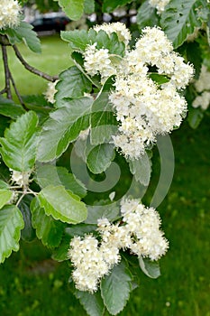 The flowering of ripple is Scandinavian Sorbus intermedia Ehrh. Pers.. Spring