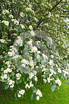 Flowering ripples Swedish Sorbus intermedia Ehrh. Pers.. Spring