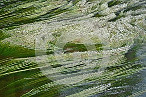 Flowering River Weed