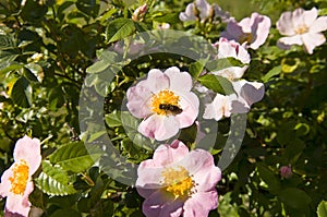 Flowering rose hip bush. Bee on a pink flower